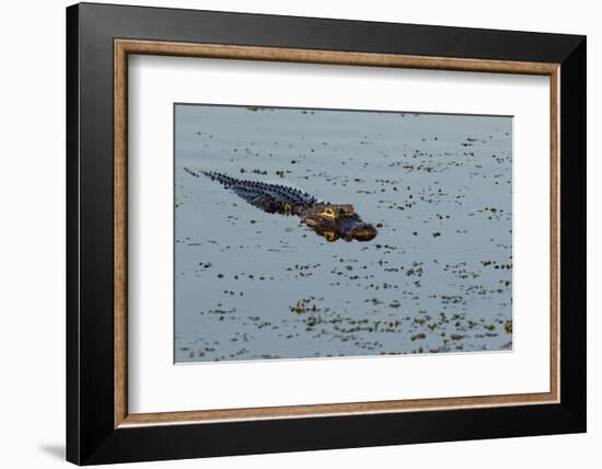 American Alligator (Alligator mississippiensis) Viera Wetlands, Brevard County, Florida-Richard & Susan Day-Framed Photographic Print