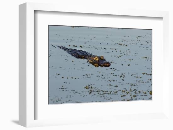 American Alligator (Alligator mississippiensis) Viera Wetlands, Brevard County, Florida-Richard & Susan Day-Framed Photographic Print