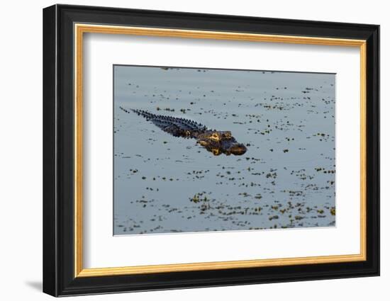 American Alligator (Alligator mississippiensis) Viera Wetlands, Brevard County, Florida-Richard & Susan Day-Framed Photographic Print