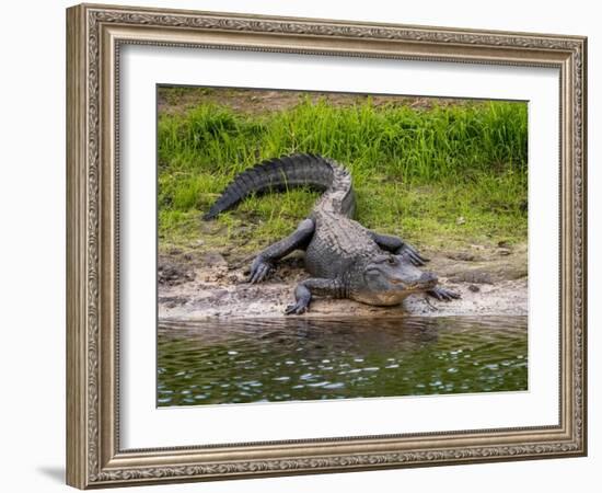 American Alligator along Myakka River in Myakka River State Park in Sarasota Florida USA-Jim Schwabel-Framed Photographic Print