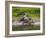 American Alligator along Myakka River in Myakka River State Park in Sarasota Florida USA-Jim Schwabel-Framed Photographic Print