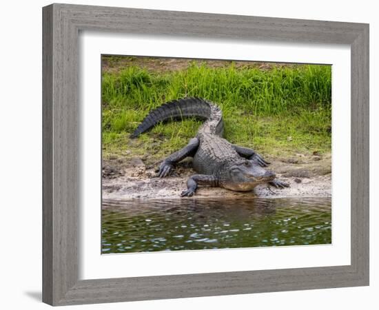 American Alligator along Myakka River in Myakka River State Park in Sarasota Florida USA-Jim Schwabel-Framed Photographic Print