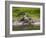 American Alligator along Myakka River in Myakka River State Park in Sarasota Florida USA-Jim Schwabel-Framed Photographic Print