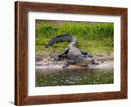 American Alligator along Myakka River in Myakka River State Park in Sarasota Florida USA-Jim Schwabel-Framed Photographic Print