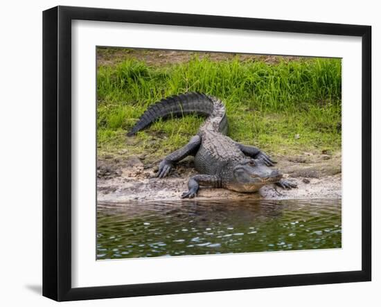 American Alligator along Myakka River in Myakka River State Park in Sarasota Florida USA-Jim Schwabel-Framed Photographic Print