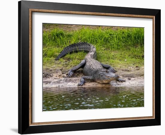 American Alligator along Myakka River in Myakka River State Park in Sarasota Florida USA-Jim Schwabel-Framed Photographic Print