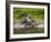 American Alligator along Myakka River in Myakka River State Park in Sarasota Florida USA-Jim Schwabel-Framed Photographic Print