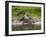 American Alligator along Myakka River in Myakka River State Park in Sarasota Florida USA-Jim Schwabel-Framed Photographic Print