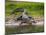 American Alligator along Myakka River in Myakka River State Park in Sarasota Florida USA-Jim Schwabel-Mounted Photographic Print