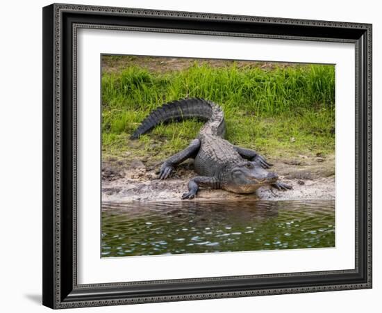 American Alligator along Myakka River in Myakka River State Park in Sarasota Florida USA-Jim Schwabel-Framed Photographic Print