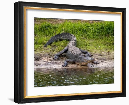 American Alligator along Myakka River in Myakka River State Park in Sarasota Florida USA-Jim Schwabel-Framed Photographic Print