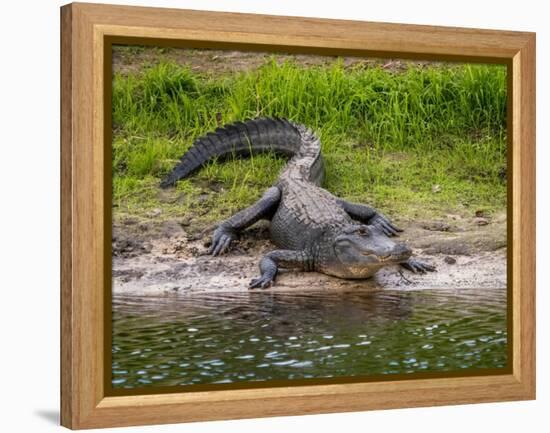 American Alligator along Myakka River in Myakka River State Park in Sarasota Florida USA-Jim Schwabel-Framed Premier Image Canvas