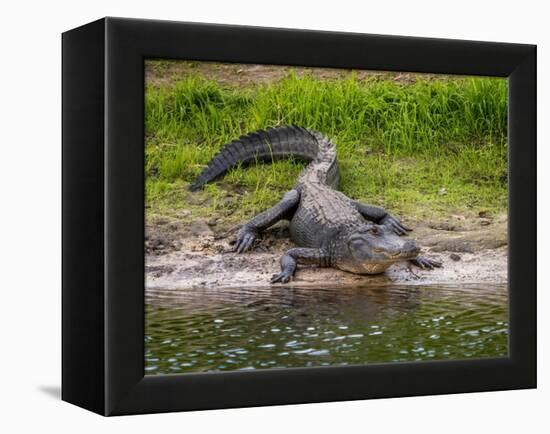 American Alligator along Myakka River in Myakka River State Park in Sarasota Florida USA-Jim Schwabel-Framed Premier Image Canvas