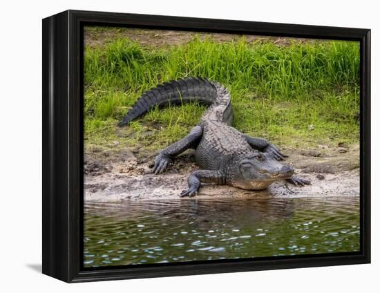 American Alligator along Myakka River in Myakka River State Park in Sarasota Florida USA-Jim Schwabel-Framed Premier Image Canvas