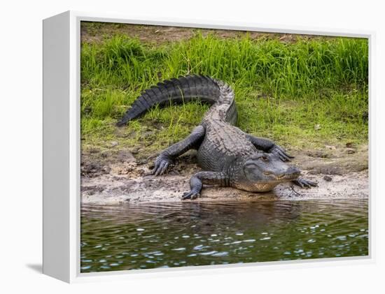 American Alligator along Myakka River in Myakka River State Park in Sarasota Florida USA-Jim Schwabel-Framed Premier Image Canvas