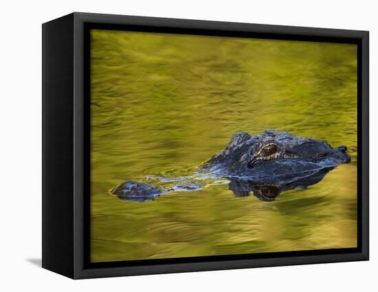 American Alligator at an Alligator Farm, St. Augustine, Florida, USA-Arthur Morris-Framed Premier Image Canvas