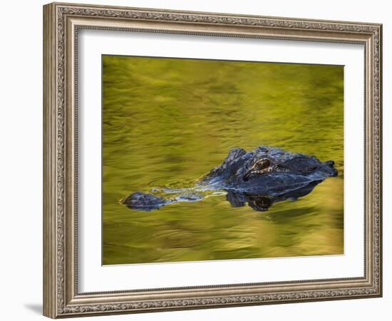 American Alligator at an Alligator Farm, St. Augustine, Florida, USA-Arthur Morris-Framed Photographic Print