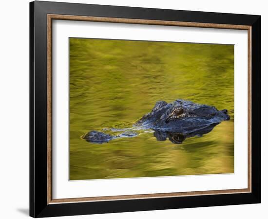 American Alligator at an Alligator Farm, St. Augustine, Florida, USA-Arthur Morris-Framed Photographic Print