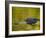 American Alligator at an Alligator Farm, St. Augustine, Florida, USA-Arthur Morris-Framed Photographic Print