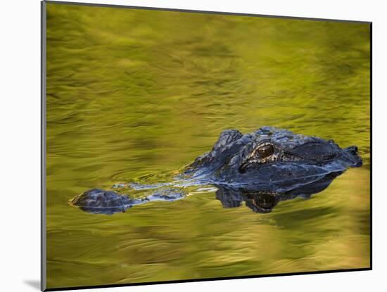 American Alligator at an Alligator Farm, St. Augustine, Florida, USA-Arthur Morris-Mounted Photographic Print