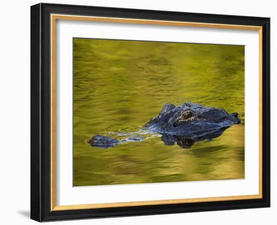 American Alligator at an Alligator Farm, St. Augustine, Florida, USA-Arthur Morris-Framed Photographic Print