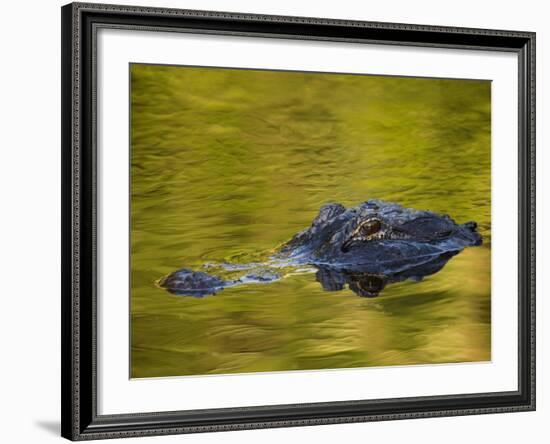 American Alligator at an Alligator Farm, St. Augustine, Florida, USA-Arthur Morris-Framed Photographic Print