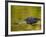 American Alligator at an Alligator Farm, St. Augustine, Florida, USA-Arthur Morris-Framed Photographic Print