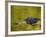 American Alligator at an Alligator Farm, St. Augustine, Florida, USA-Arthur Morris-Framed Photographic Print