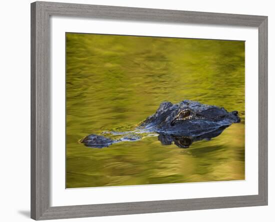 American Alligator at an Alligator Farm, St. Augustine, Florida, USA-Arthur Morris-Framed Photographic Print