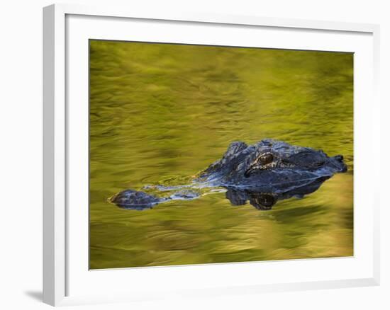 American Alligator at an Alligator Farm, St. Augustine, Florida, USA-Arthur Morris-Framed Photographic Print