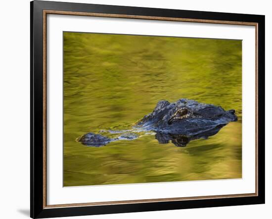 American Alligator at an Alligator Farm, St. Augustine, Florida, USA-Arthur Morris-Framed Photographic Print