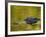 American Alligator at an Alligator Farm, St. Augustine, Florida, USA-Arthur Morris-Framed Photographic Print