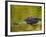 American Alligator at an Alligator Farm, St. Augustine, Florida, USA-Arthur Morris-Framed Photographic Print