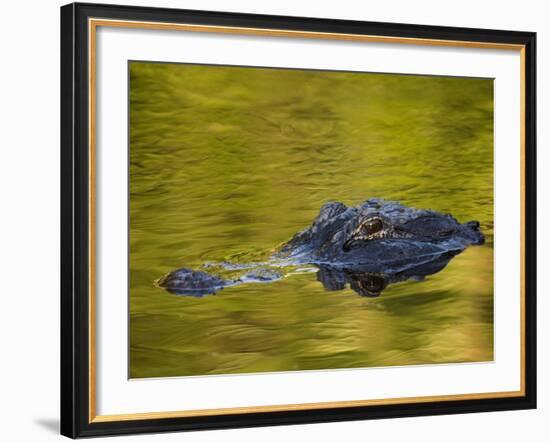 American Alligator at an Alligator Farm, St. Augustine, Florida, USA-Arthur Morris-Framed Photographic Print