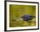 American Alligator at an Alligator Farm, St. Augustine, Florida, USA-Arthur Morris-Framed Photographic Print