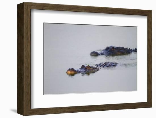 American Alligator Breeding Adults-Larry Ditto-Framed Photographic Print