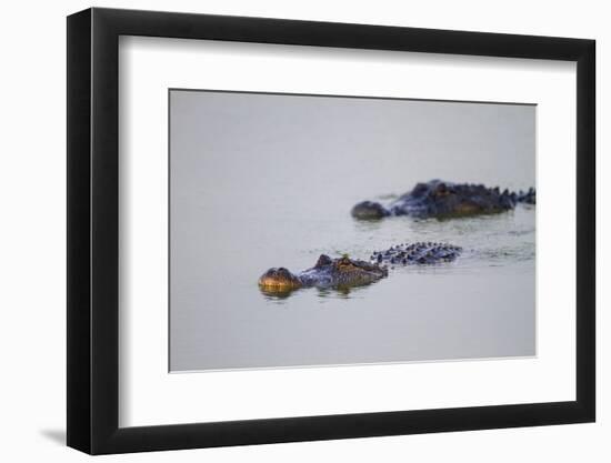 American Alligator Breeding Adults-Larry Ditto-Framed Photographic Print