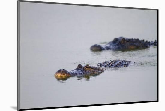 American Alligator Breeding Adults-Larry Ditto-Mounted Photographic Print