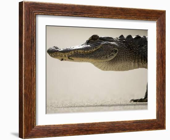 American Alligator, Everglades National Park, Florida, USA-Joe McDonald-Framed Photographic Print