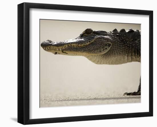 American Alligator, Everglades National Park, Florida, USA-Joe McDonald-Framed Photographic Print