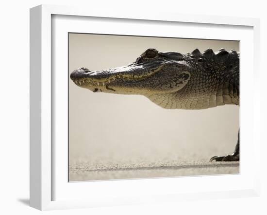 American Alligator, Everglades National Park, Florida, USA-Joe McDonald-Framed Photographic Print