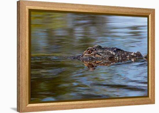 American alligator from eye level with water, Myakka River State Park, Florida-Adam Jones-Framed Premier Image Canvas