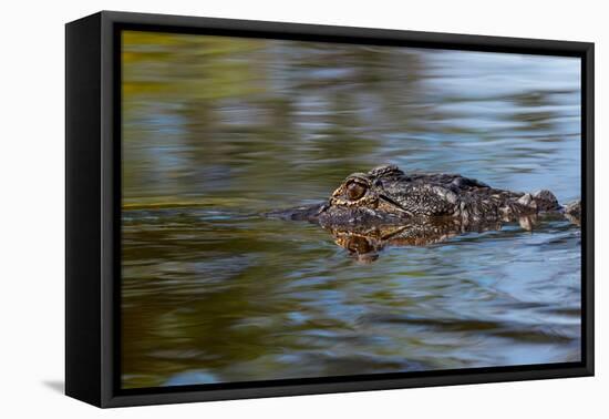 American alligator from eye level with water, Myakka River State Park, Florida-Adam Jones-Framed Premier Image Canvas