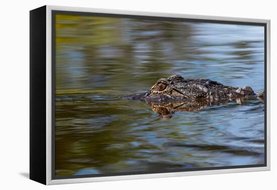 American alligator from eye level with water, Myakka River State Park, Florida-Adam Jones-Framed Premier Image Canvas