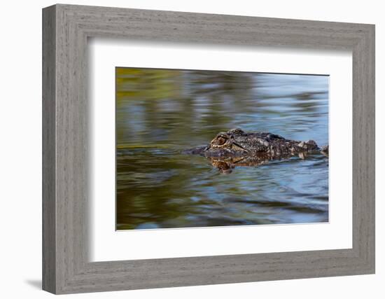 American alligator from eye level with water, Myakka River State Park, Florida-Adam Jones-Framed Photographic Print