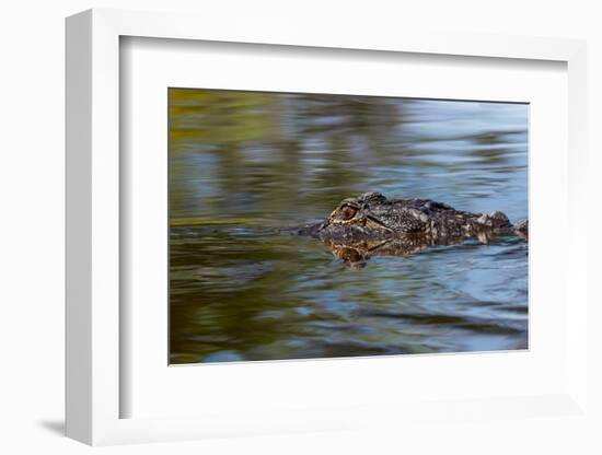 American alligator from eye level with water, Myakka River State Park, Florida-Adam Jones-Framed Photographic Print