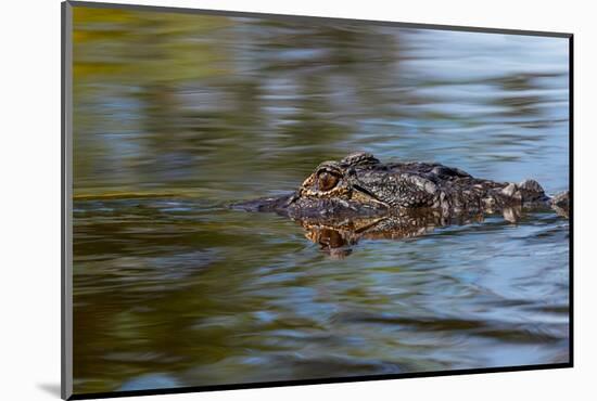 American alligator from eye level with water, Myakka River State Park, Florida-Adam Jones-Mounted Photographic Print