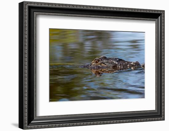 American alligator from eye level with water, Myakka River State Park, Florida-Adam Jones-Framed Photographic Print