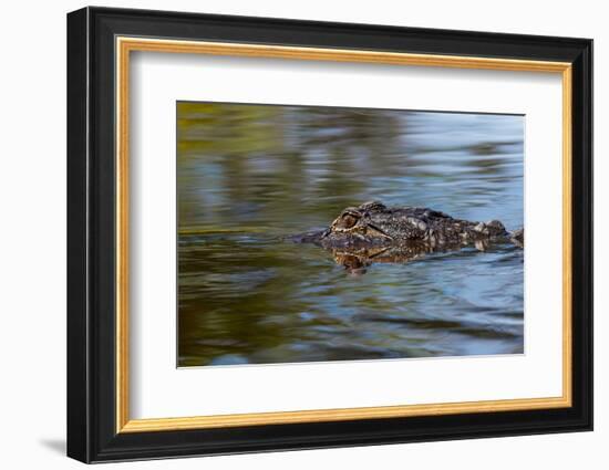 American alligator from eye level with water, Myakka River State Park, Florida-Adam Jones-Framed Photographic Print