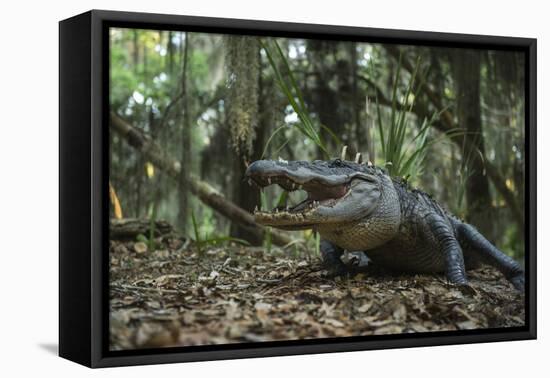 American Alligator in Forest. Little St Simons Island, Georgia-Pete Oxford-Framed Premier Image Canvas